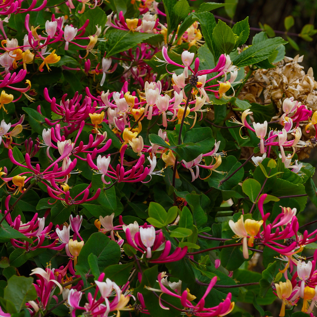 Lonicera x Heckrotti American Beauty - 2 stuks