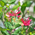 Lonicera x Heckrotti American Beauty - 2 stuks