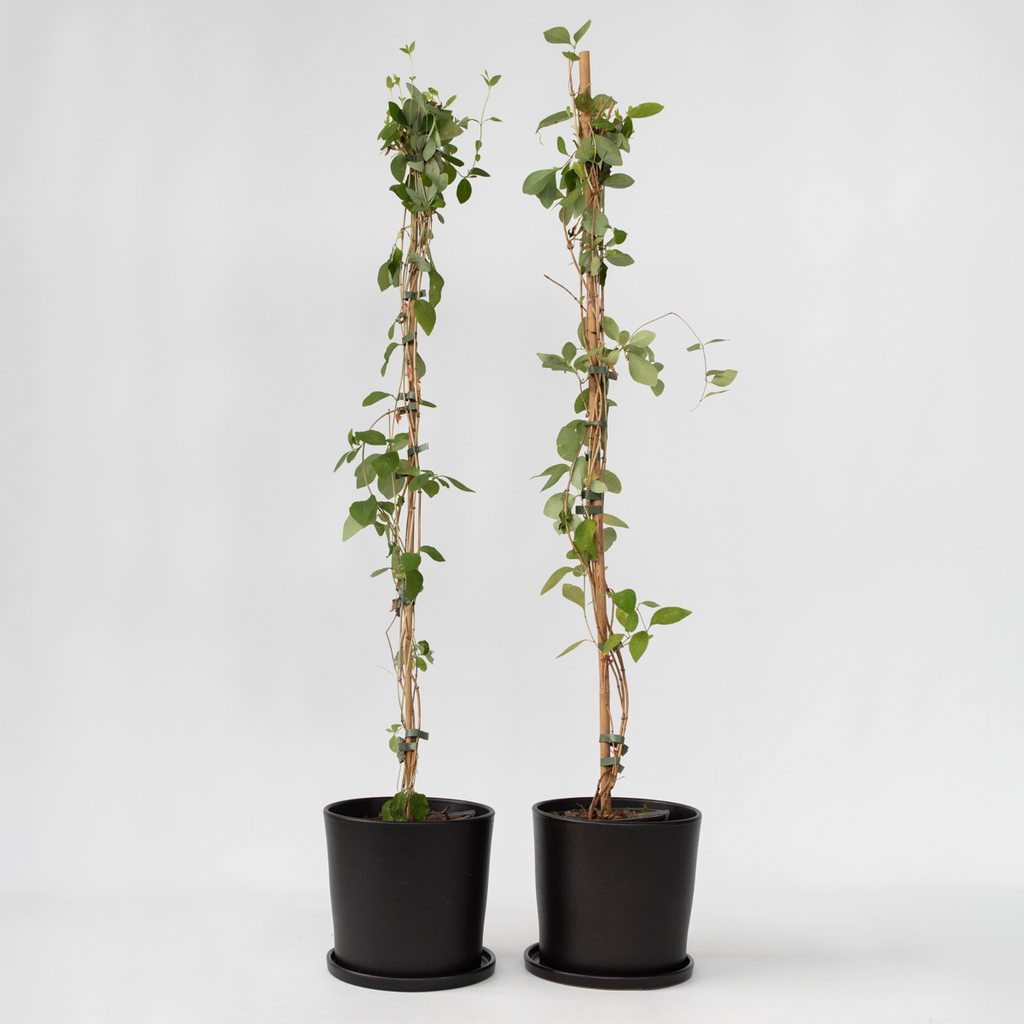 Lonicera x Heckrotti American Beauty - 2 stuks