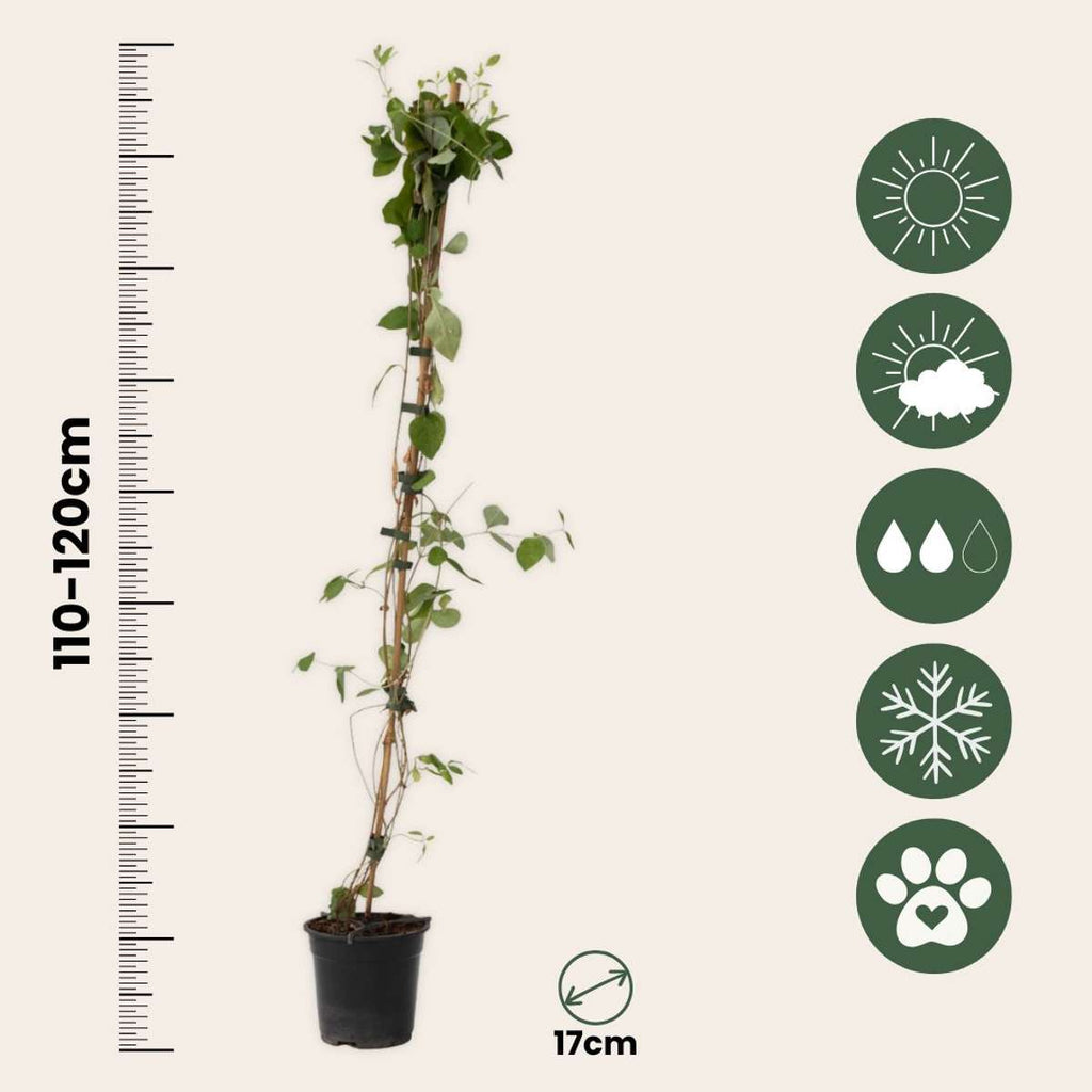 Lonicera x Heckrotti American Beauty - 2 stuks