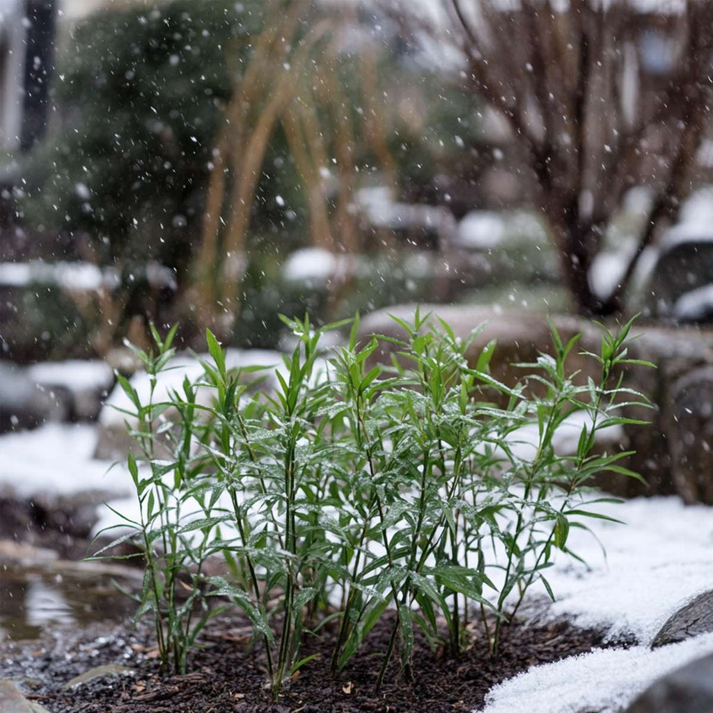 Fargesia Rufa - Bamboe - 6 stuks