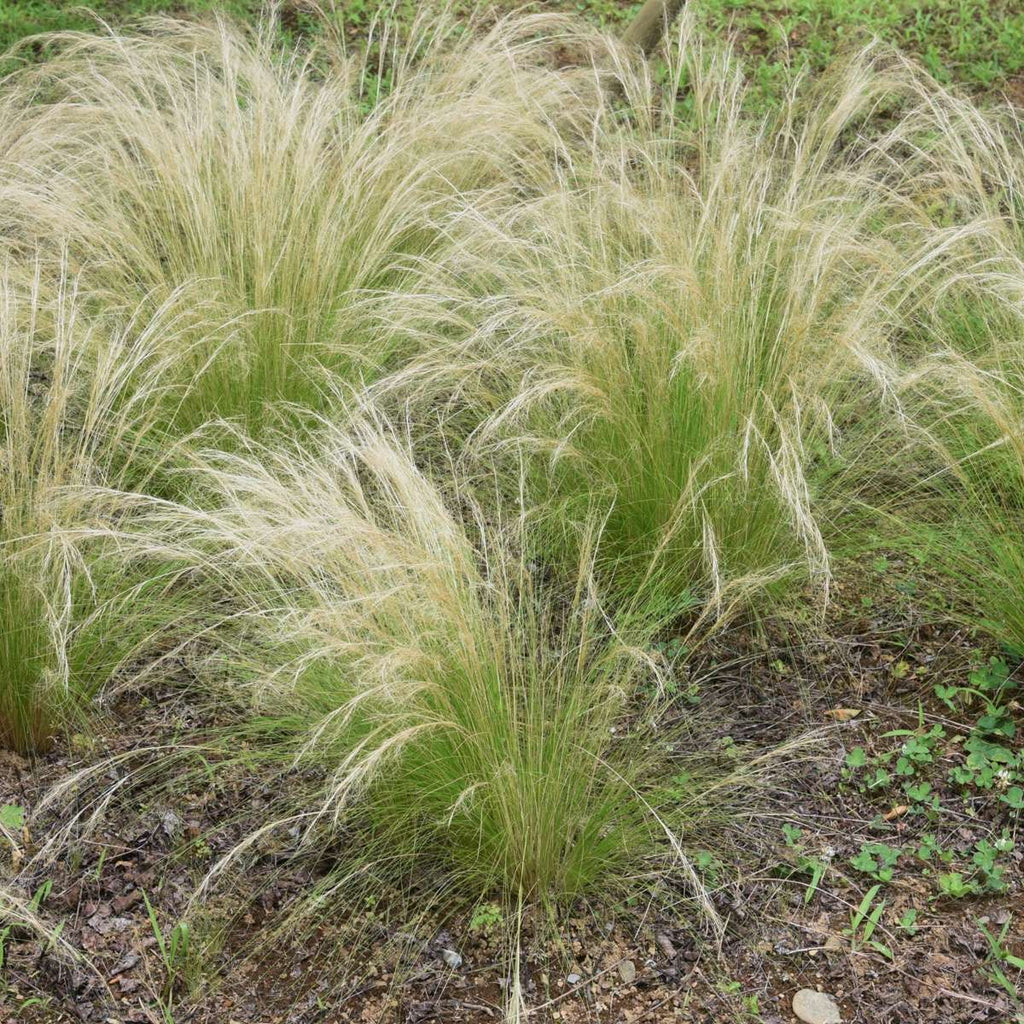 Stipa tenuifolia 'Pony Tails' - 6 stuks