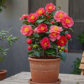 Camellia Japonica - Japanse Roos