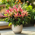 Pieris 'Forest Flame - Rotsheide 2 stuks