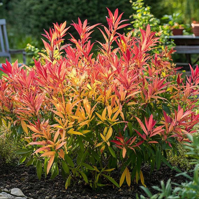Pieris 'Forest Flame - Rotsheide 2 stuks