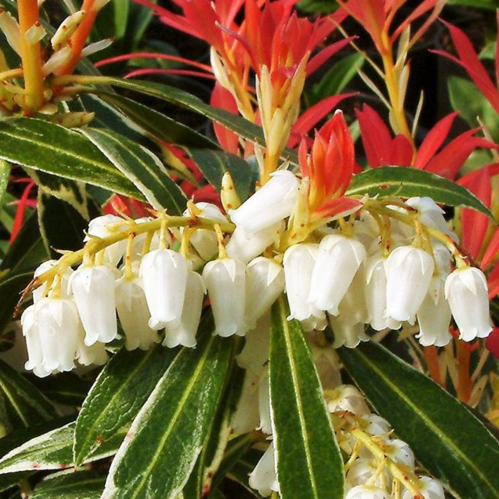 Pieris 'Forest Flame - Rotsheide 2 stuks
