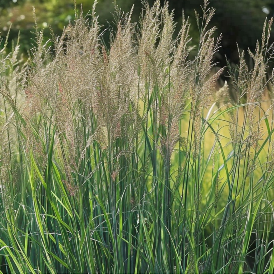 Panicum virgatum 'Northwind' - Vingergras