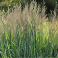 Panicum virgatum 'Northwind' - Vingergras