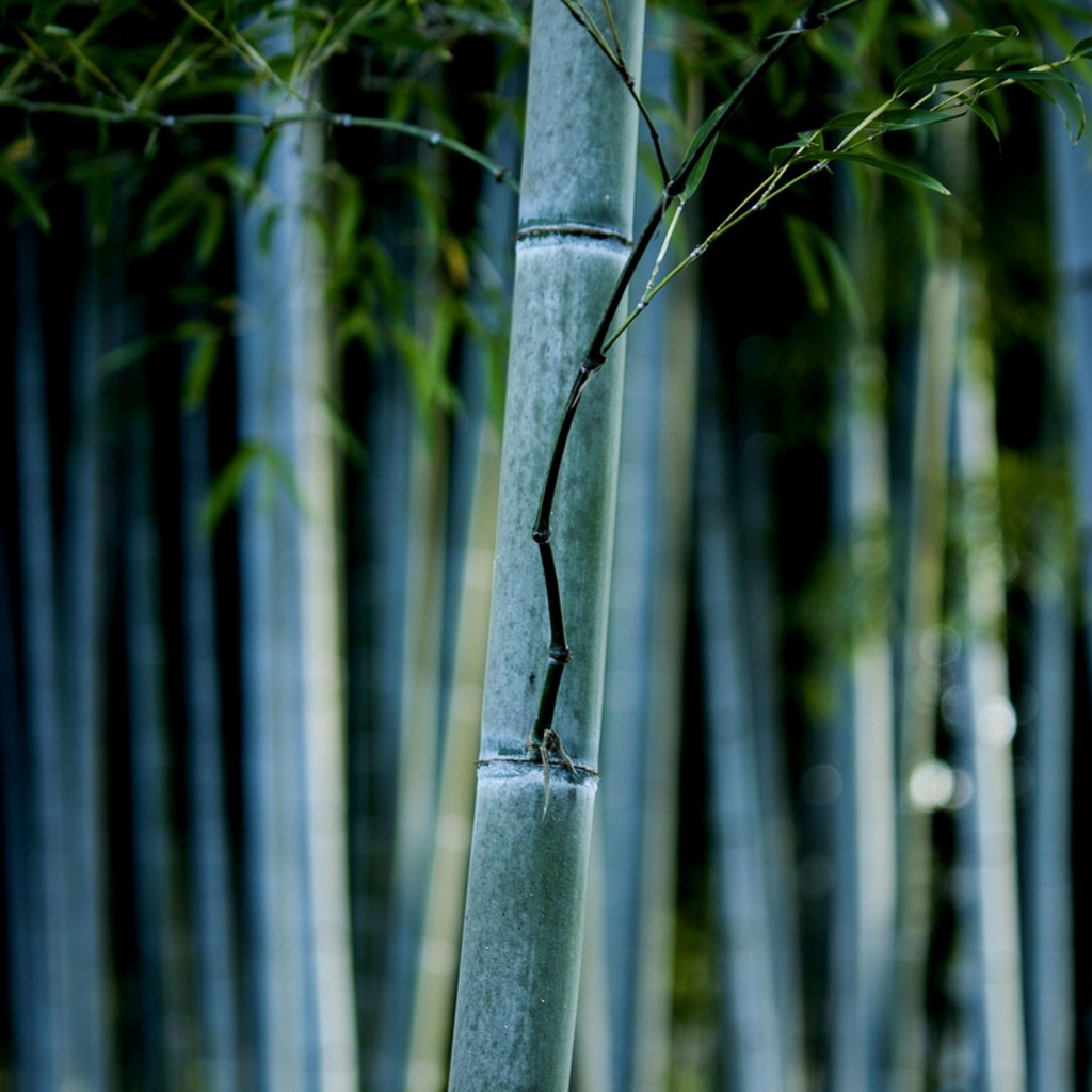 Fargesia papyrifera 'Blue Dragon' - Blauwe Bamboe - 6 stuks