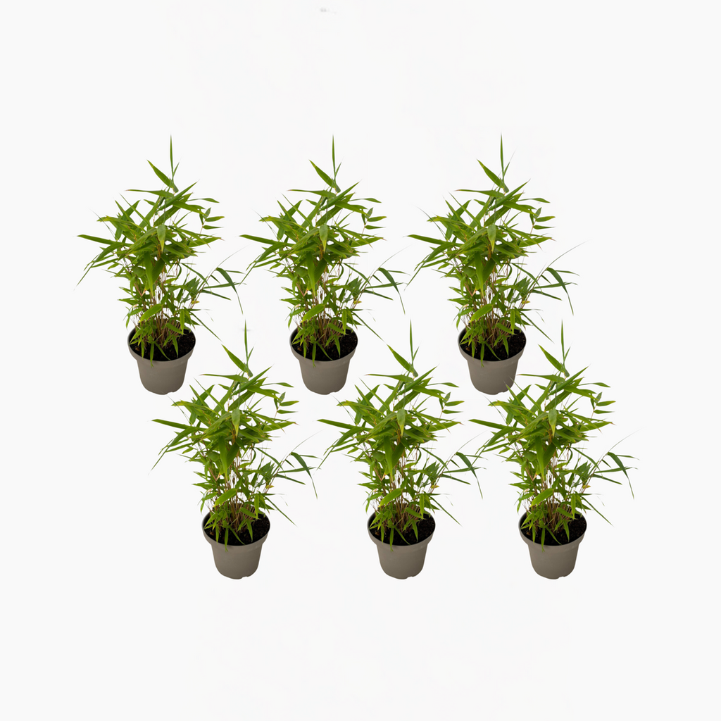 Fargesia nitida 'Black Dragon' - Bamboe - 6 stuks