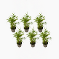 Fargesia nitida 'Black Dragon' - Bamboe - 6 stuks