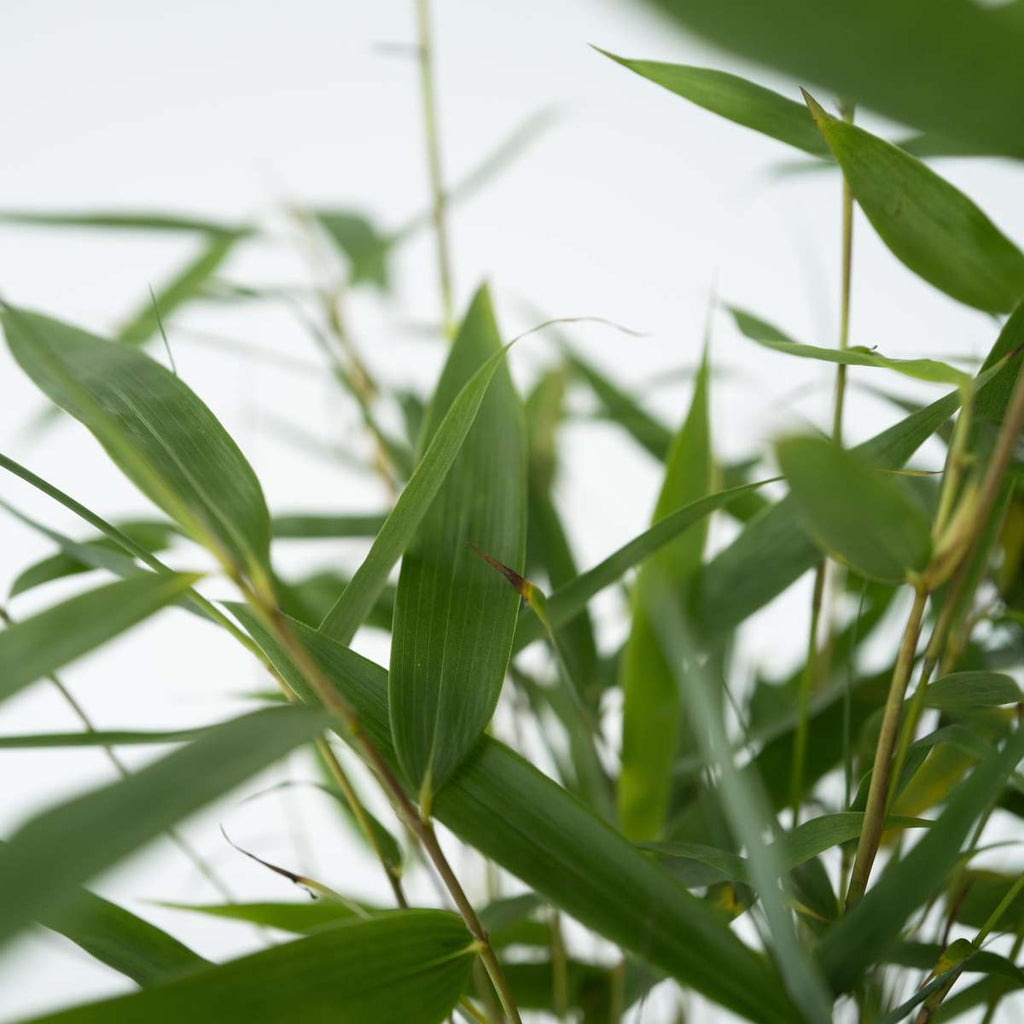 Fargesia Asian - Bamboe - 6 stuks