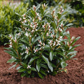 Sarcococca Confusa - Vleesbes - 2 stuks