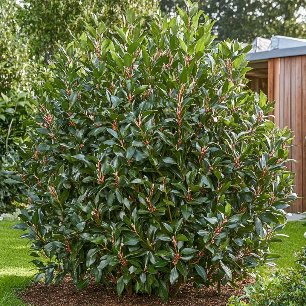 Sarcococca Confusa - Vleesbes - 2 stuks