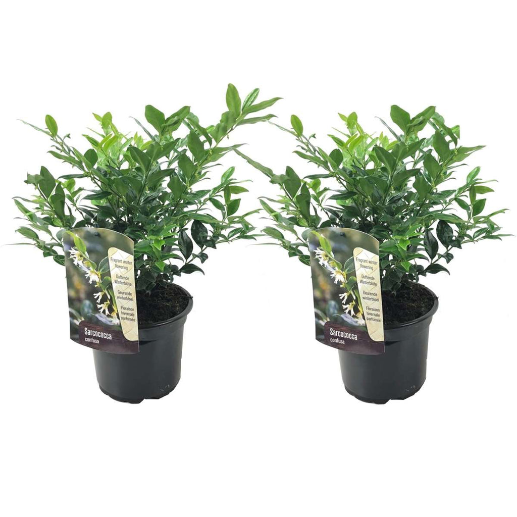 Sarcococca Confusa - Vleesbes - 2 stuks