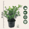 Sarcococca Confusa - Vleesbes - 2 stuks