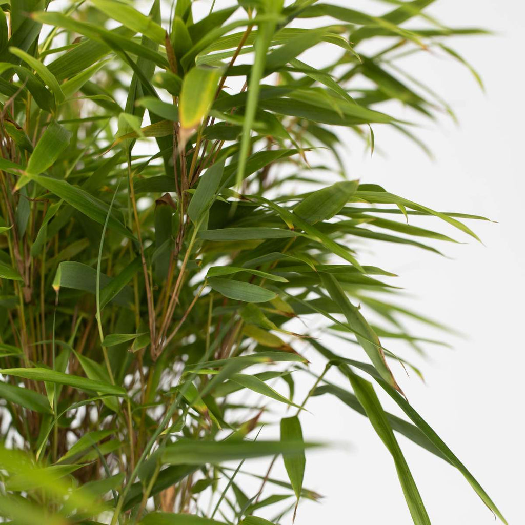 Fargesia Gansu - Bamboe - 6 stuks