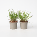 Panicum virgatum 'Squaw' - 2 stuks
