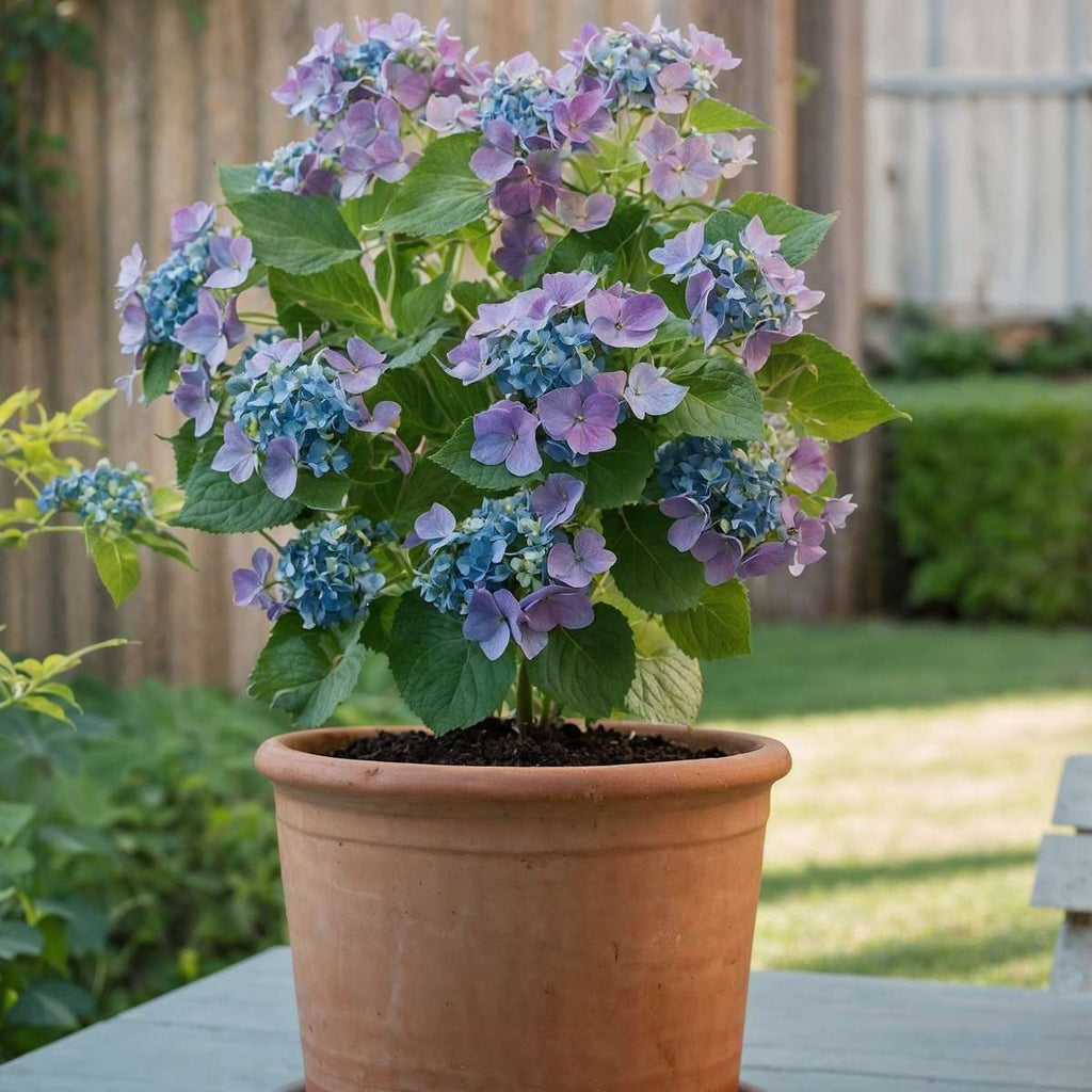Hydrangea 'Teller' - Hortensia - Blauw - 6 stuks