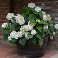 Hydrangea 'Teller' - Hortensia - Wit - 6 stuks
