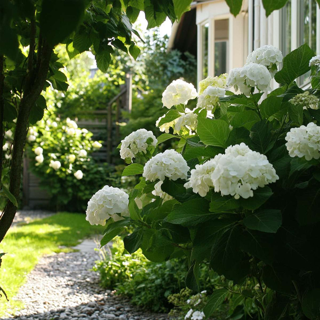 Hydrangea 'Teller' - Hortensia - Wit - 6 stuks
