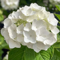 Hydrangea 'Teller' - Hortensia - Wit - 6 stuks