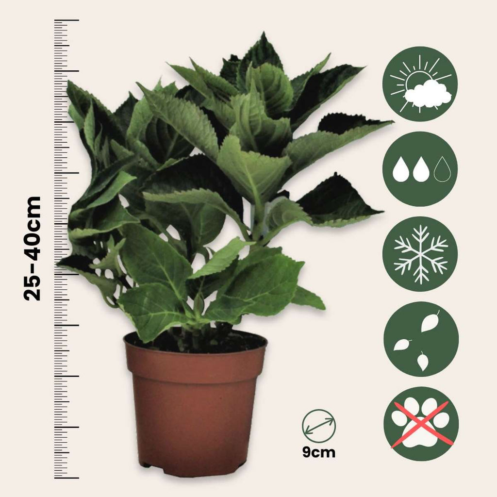 Hydrangea 'Teller' - Hortensia - Wit - 6 stuks