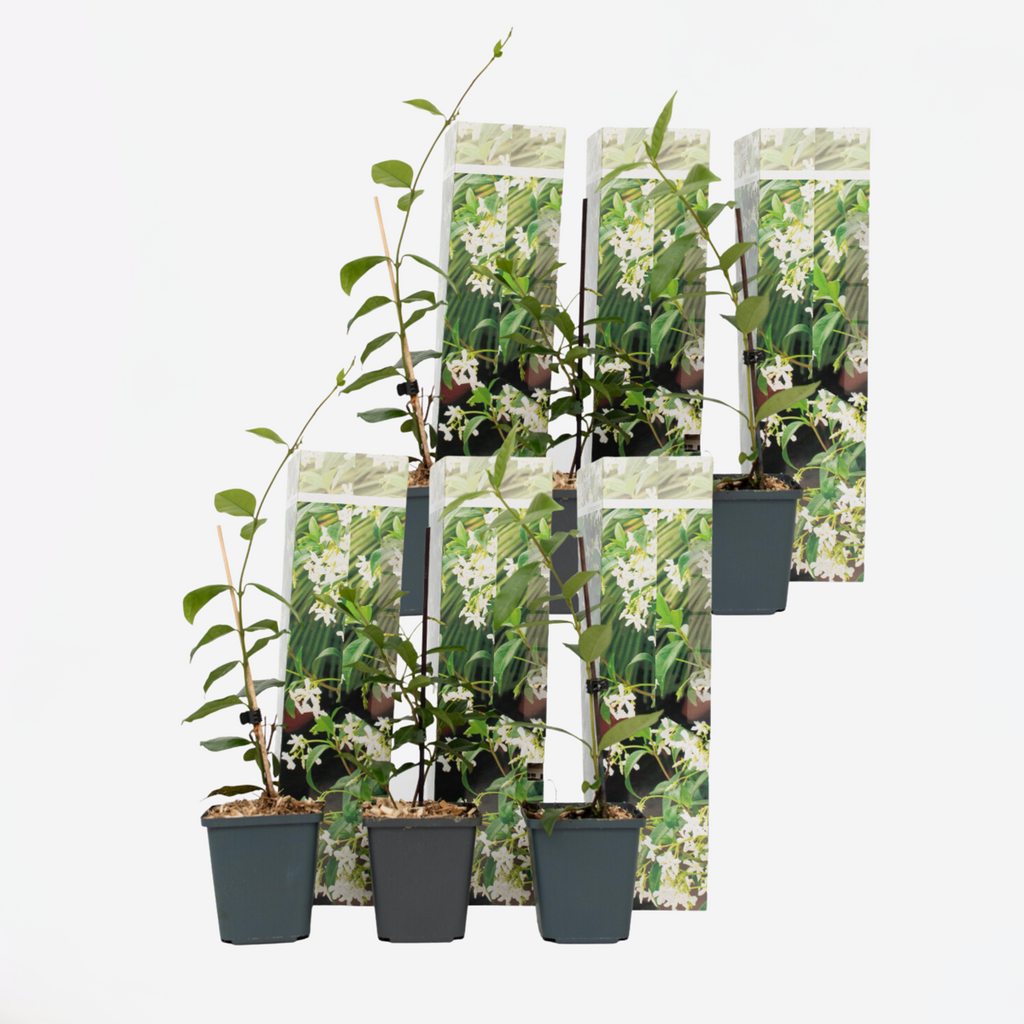 Witte Toscaanse Jasmijn - 6 stuks