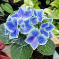 Hydrangea bicolor - Hortensia - Bavaria Blauw - 6 stuks