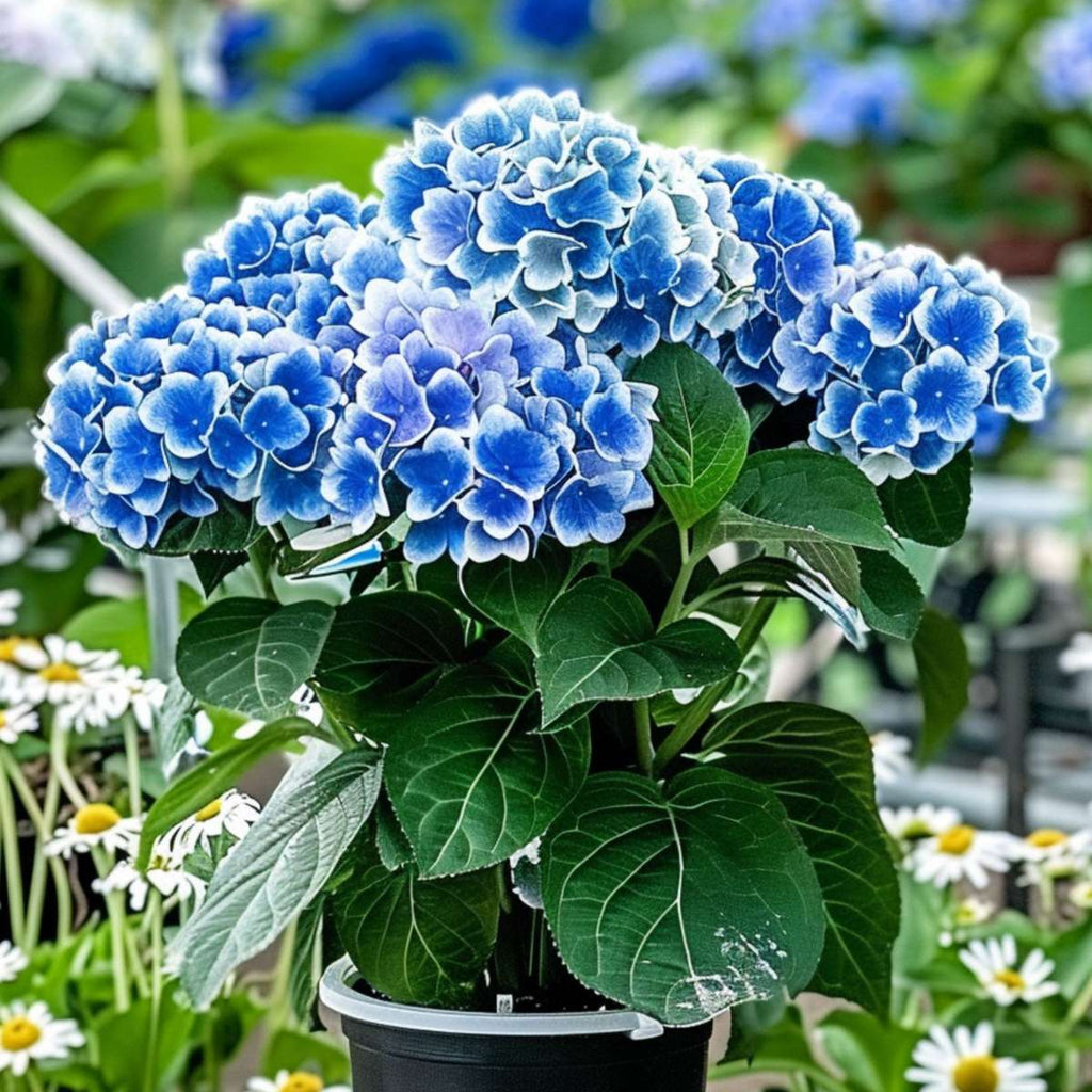 Hydrangea bicolor - Hortensia - Bavaria Blauw - 6 stuks