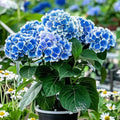 Hydrangea bicolor - Hortensia - Bavaria Blauw - 6 stuks