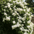 Hydrangea 'Petiolaris’ - Klimhortensia - 6 stuks
