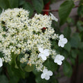 Hydrangea 'Petiolaris’ - Klimhortensia - 6 stuks