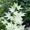 Acer palmatum 'Ukigumo' - 2 stuks
