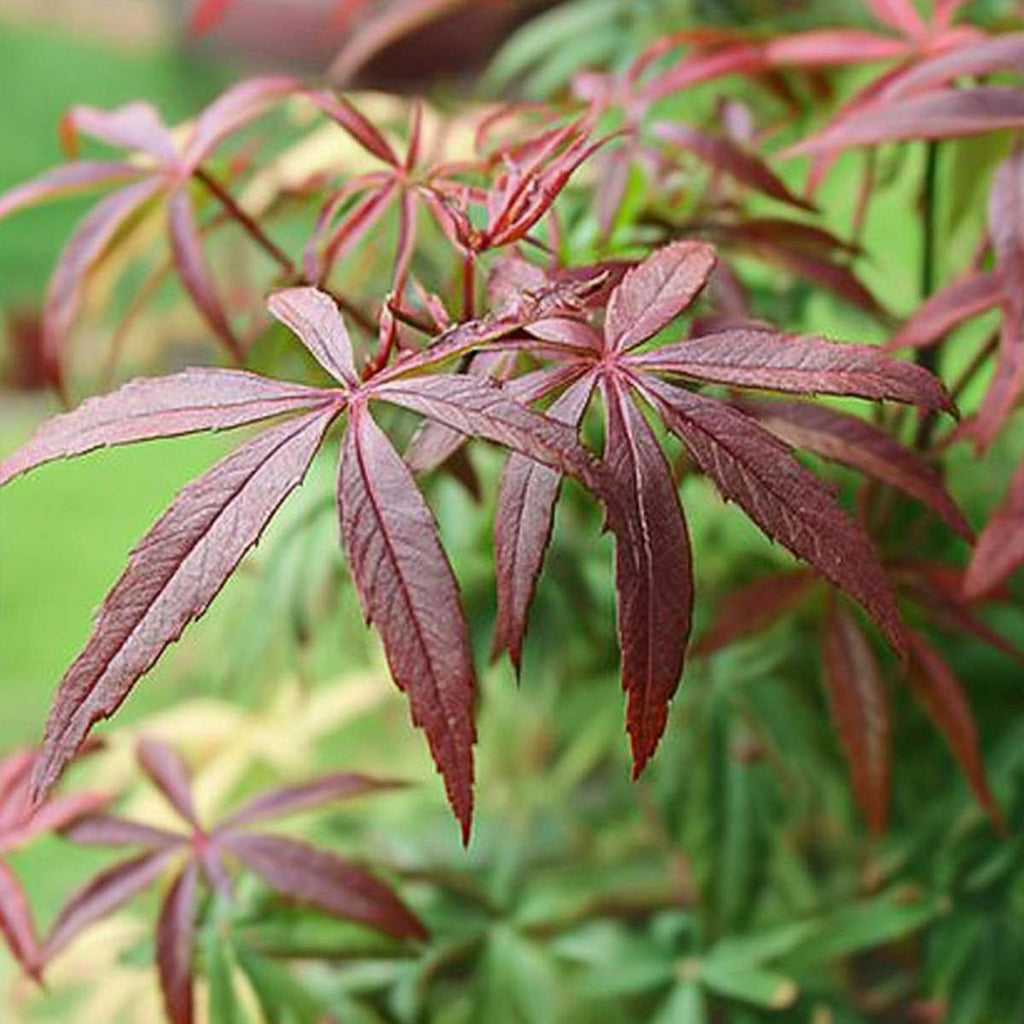 Acer palmatum 'Starfish' - 2 stuks