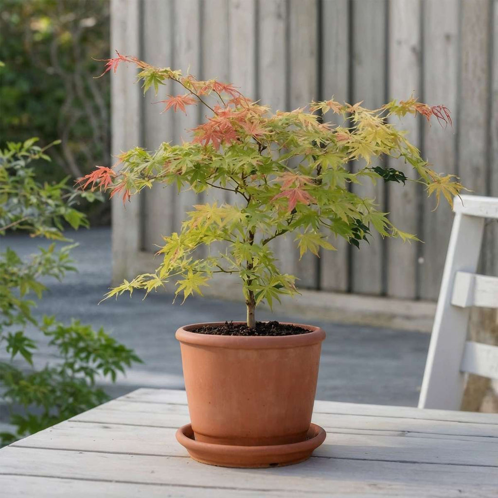 Acer palmatum 'Moonrise' - 2 stuks