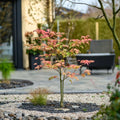 Acer palmatum 'Moonrise' - 2 stuks
