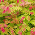 Acer palmatum 'Moonrise' - 2 stuks
