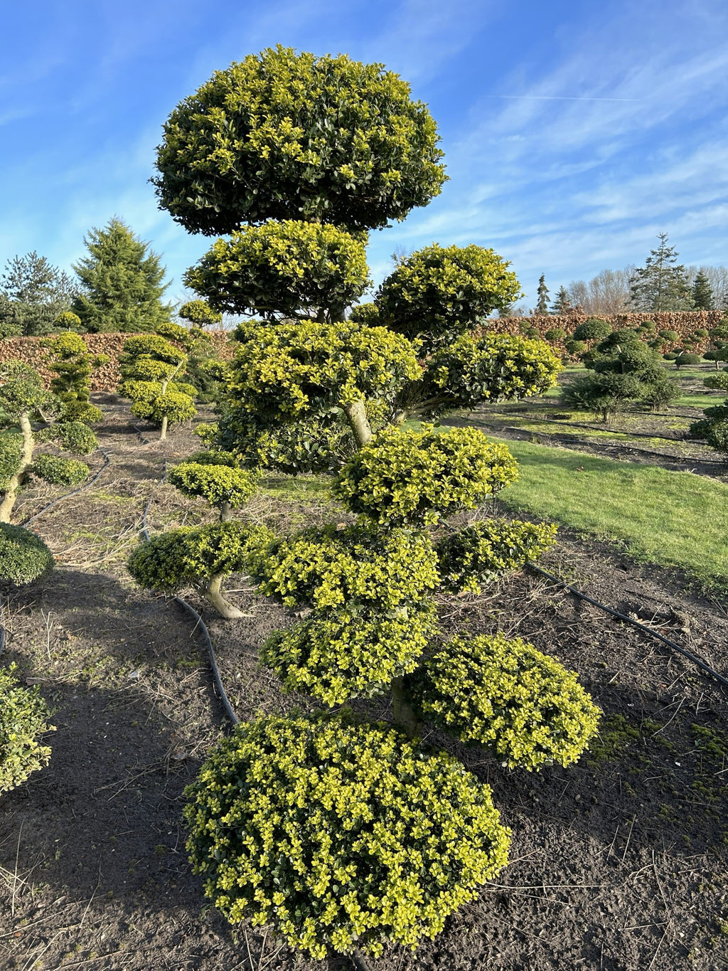 Ilex Crenata Bonsai Boom