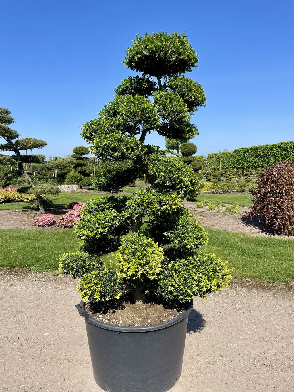 Ilex crenata Kinme Bonsai Boom 180-200cm