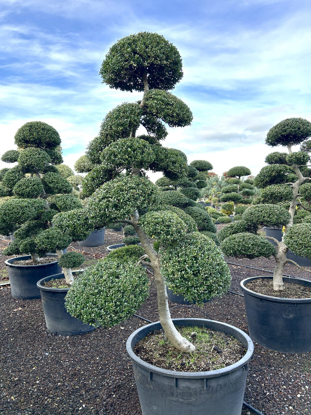 Ilex crenata Kinme Bonsai Boom 180-200cm
