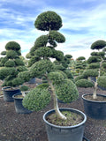 Ilex crenata Kinme Bonsai Boom 180-200cm