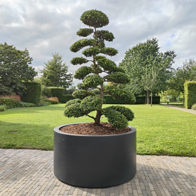 Ilex crenata Kinme Bonsai Boom 180-200cm