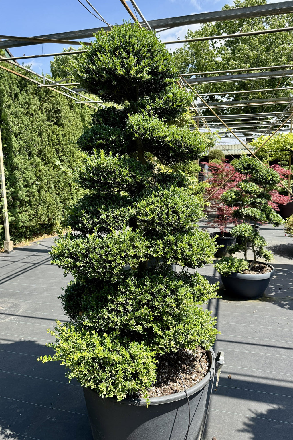 Ilex crenata Kinme Bonsai Boom 180-200cm