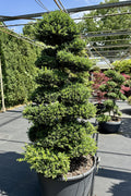 Ilex crenata Kinme Bonsai Boom 180-200cm