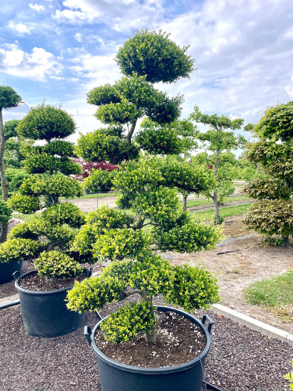 Ilex crenata Kinme Bonsai Boom 180-200cm