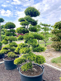 Ilex crenata Kinme Bonsai Boom 180-200cm