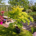 Acer palmatum 'Orange Lace' - Esdoorn - 2 stuks