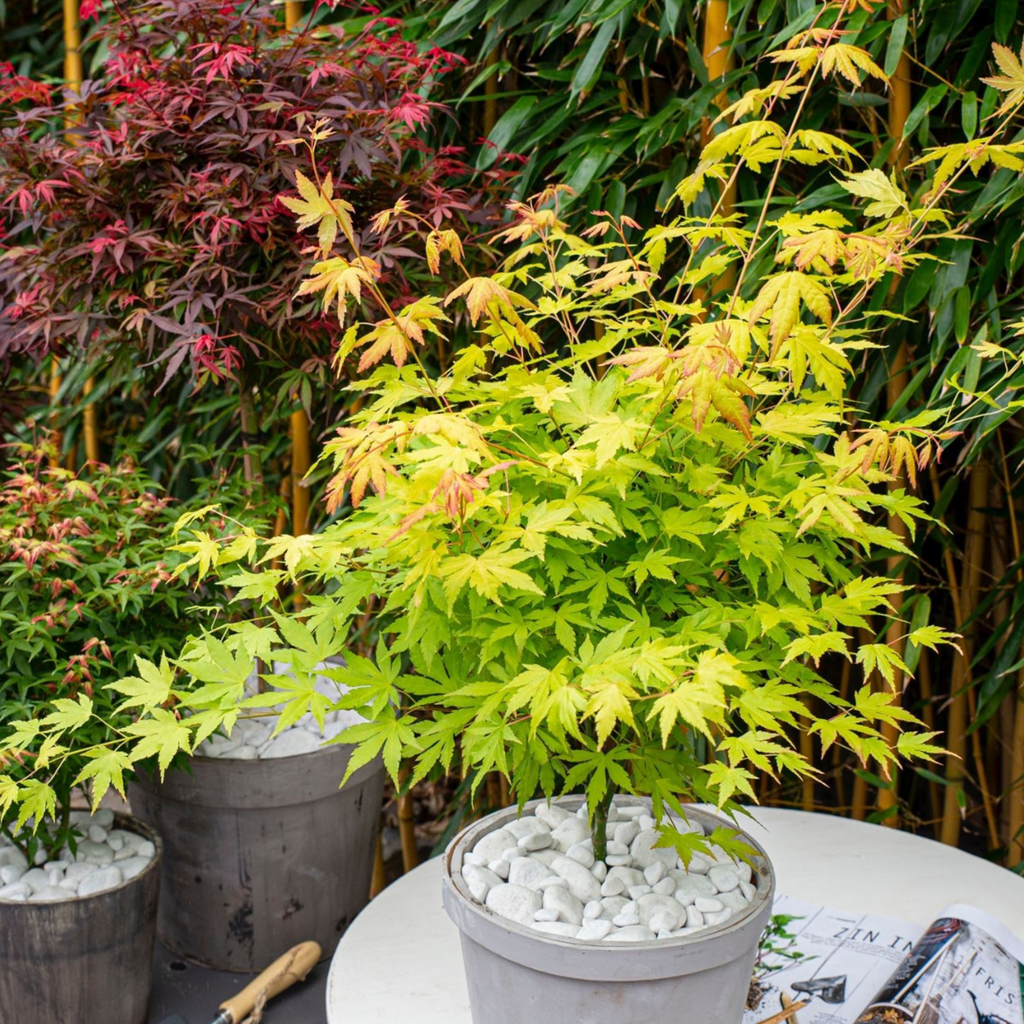 Acer palmatum 'Orange Lace' - Esdoorn - 2 stuks