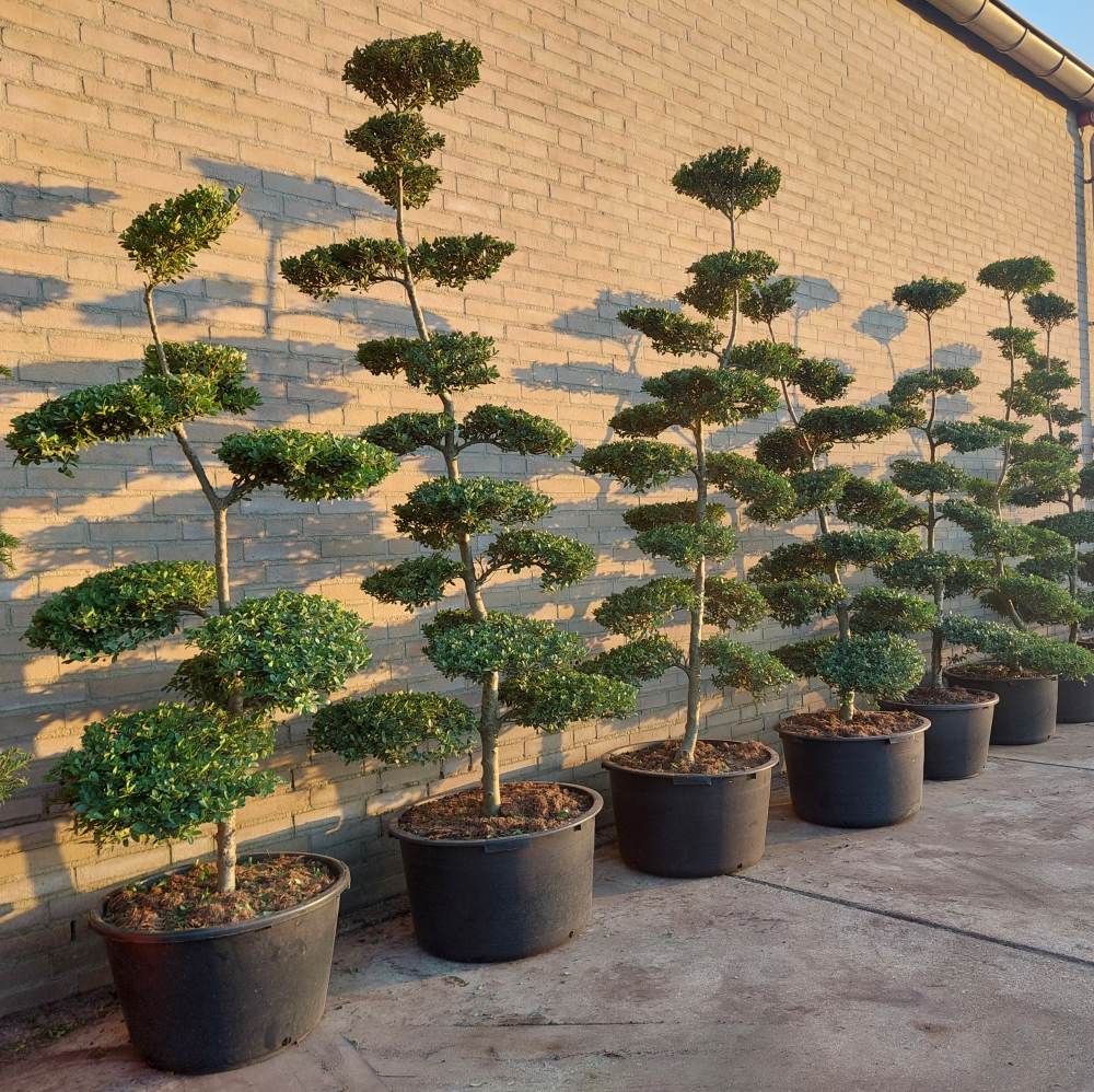 bonsai bomen voor in de tuin